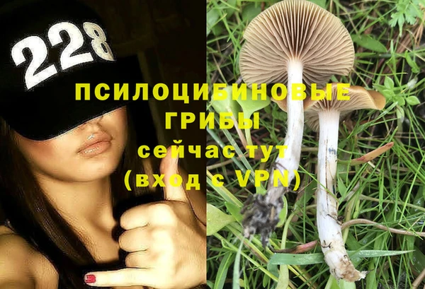 шишки Няндома